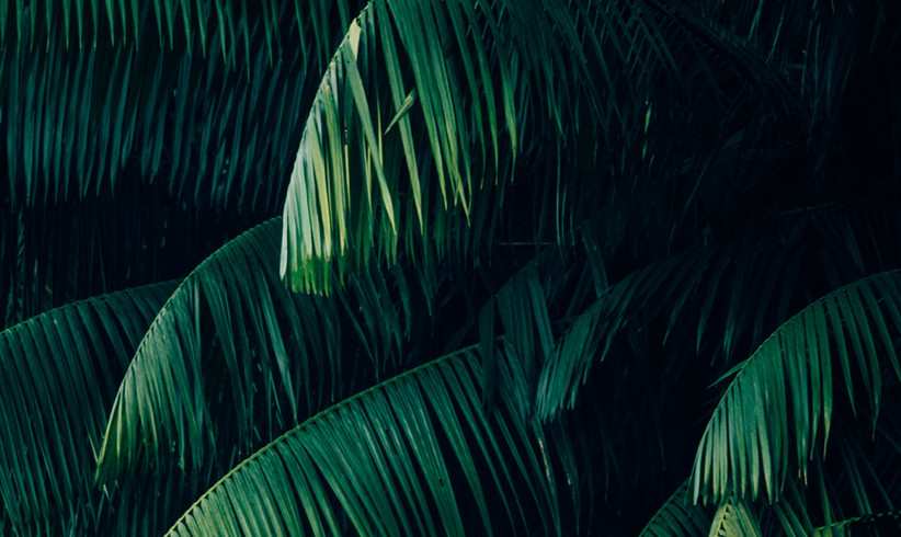  Anti-Palmöl-Werbung abgesetzt - Zuständige ernten Shitstorm