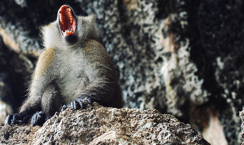 RATM: Killing In The Name (Animal Cover)