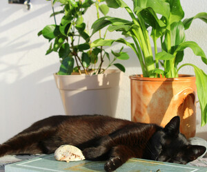 Zimmerpflanzen und Katzen: Welche Pflanzen (un)gefährlich sind