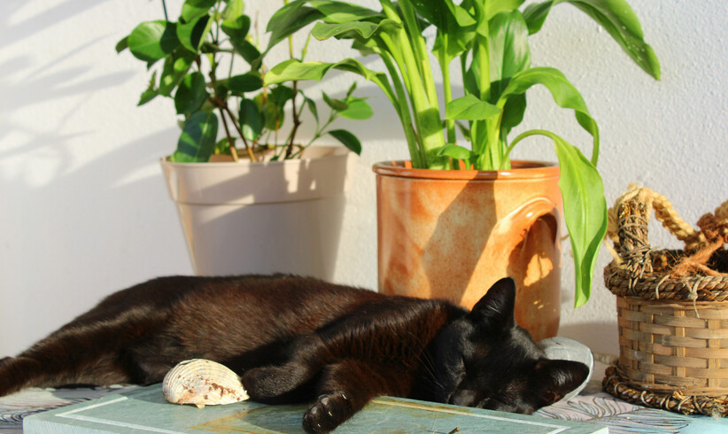 Zimmerpflanzen und Katzen: Welche Pflanzen (un)gefährlich sind