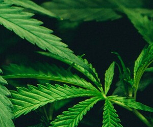 Cultiva HANFEXPO München 2026