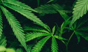 Cultiva HANFEXPO München 2026