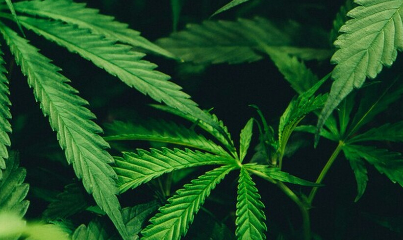 Cultiva HANFEXPO München 2026