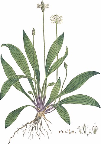 334px-plantago_lanceolata_curtis_et_al._1777_flora_londinensis_v2_plate_10_bhl-127331_clean_no-description.jpg